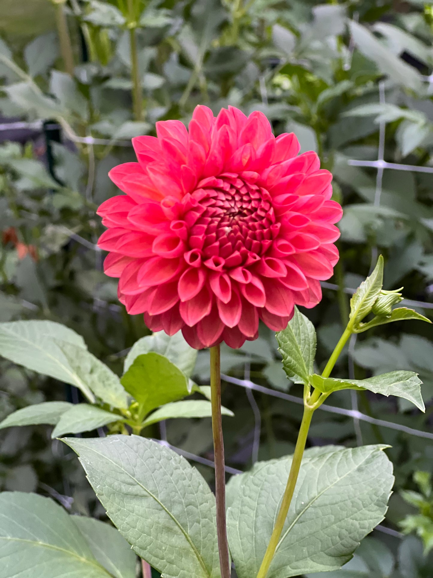 Chimacum Nadjae