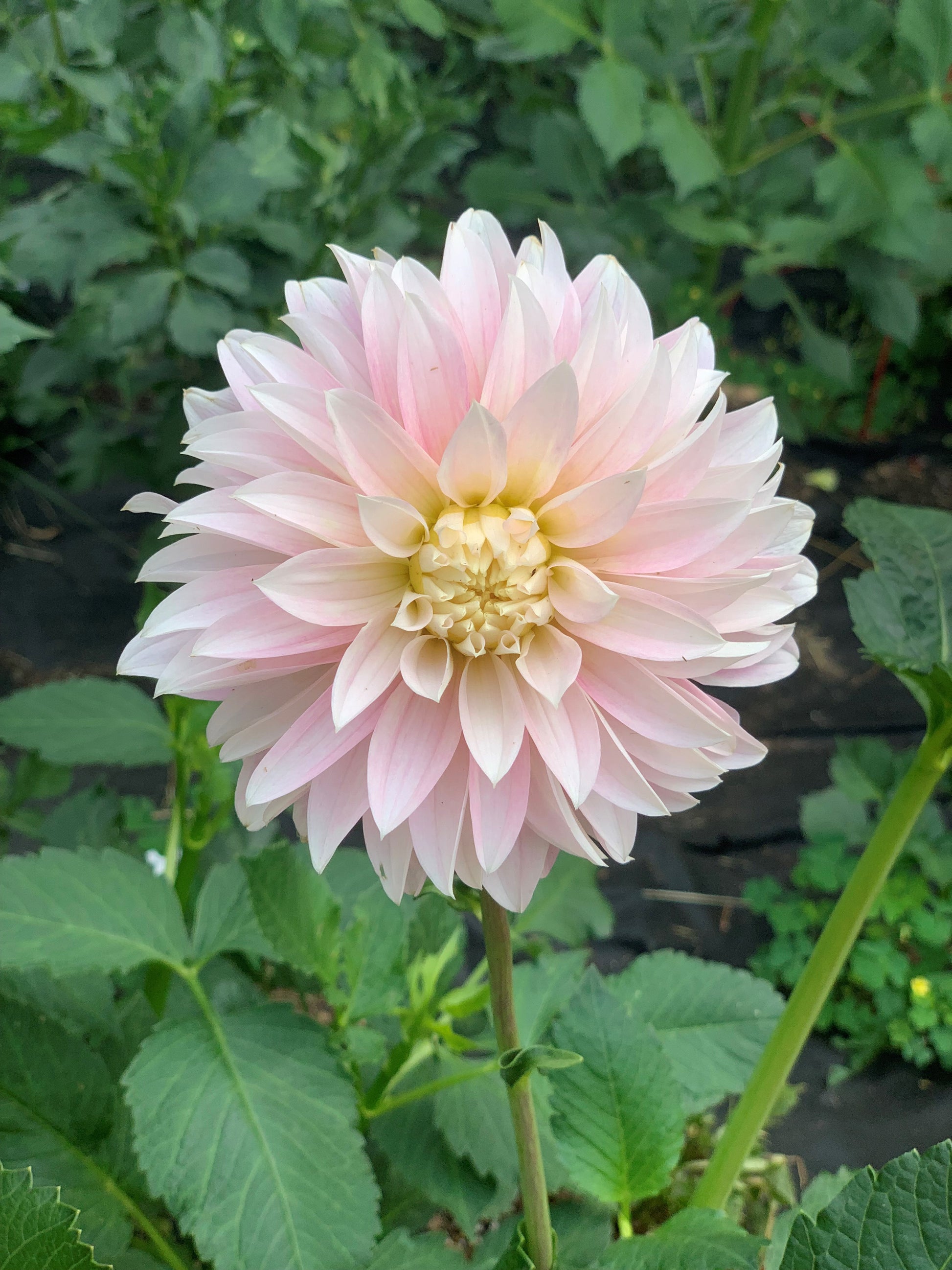 Alloway Candy Dahlia – Green River Dahlias