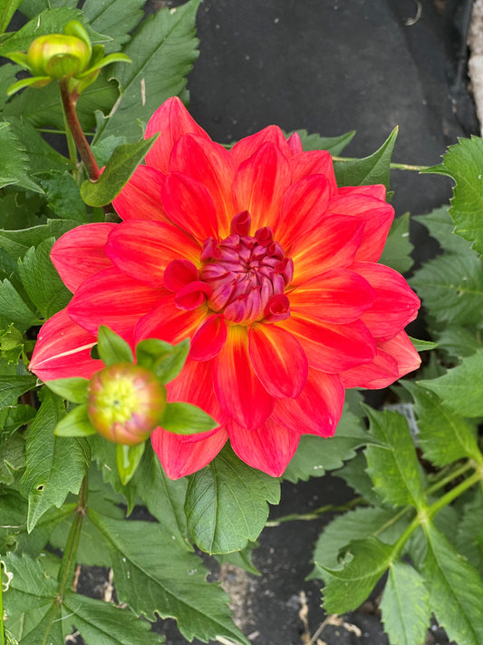 Products – Green River Dahlias
